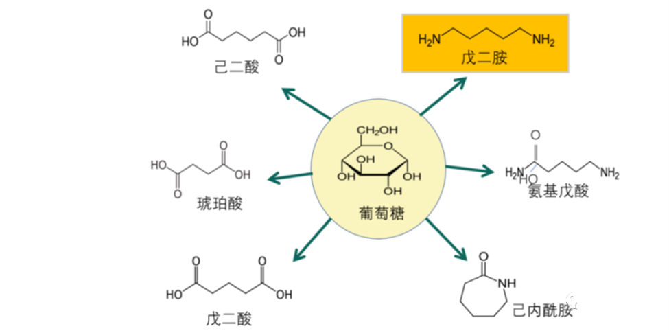 生物基聚酰胺的發(fā)展和應(yīng)用前景